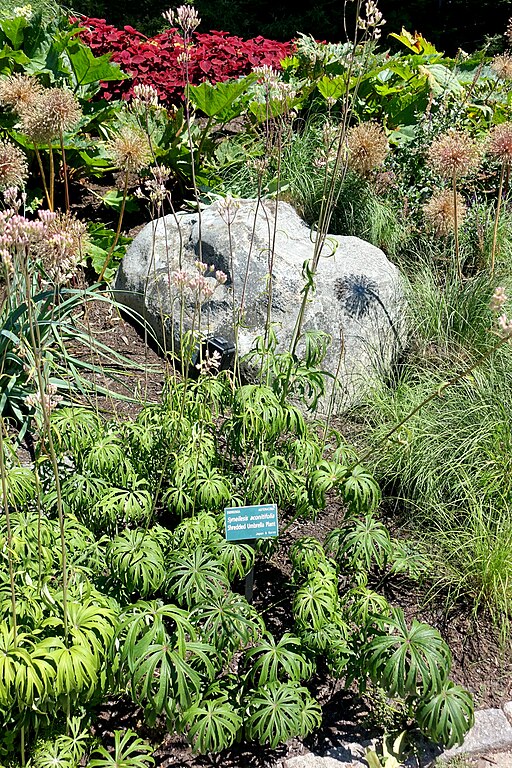 Syneilesis aconitifolia - Shredded Umbrella Plant