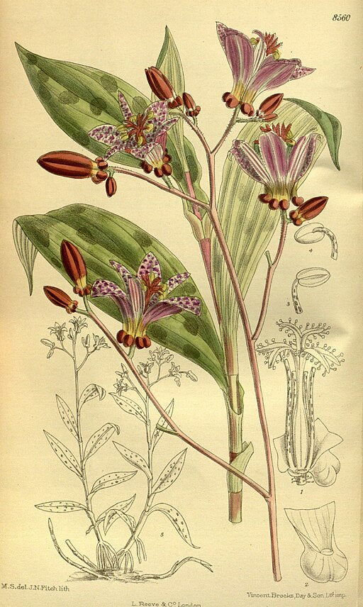 Tricyrtis 'Sinonome'