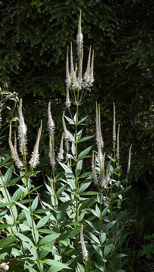 Veronicastrum virginicum - Culver's Root