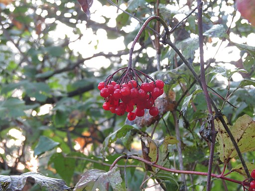 Viburnum opulus var. americanum - Highbush Cranberry