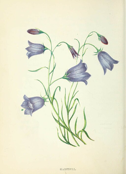 Campanula rotundifolia - Harebell