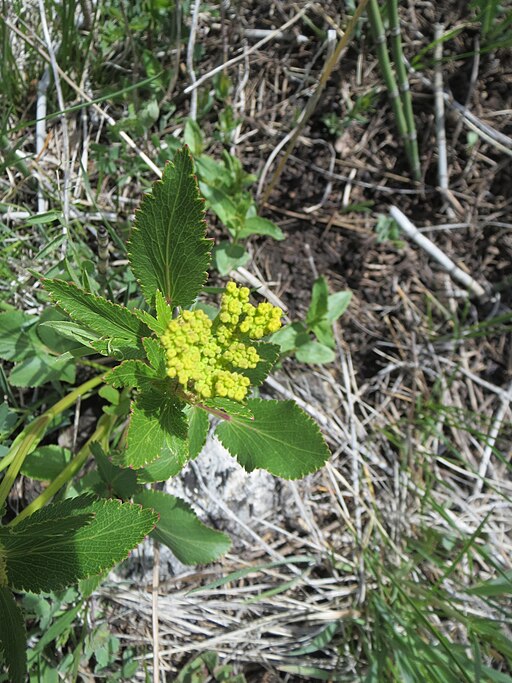 Zizia aptera - Heart-leaved Alexanders