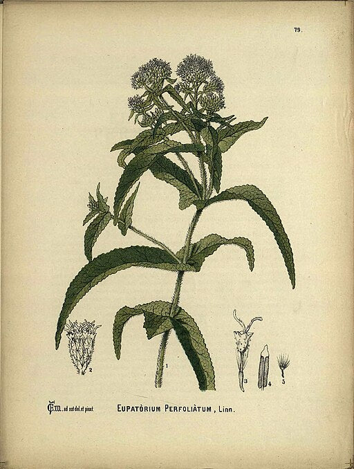 Eupatorium perfoliatum
