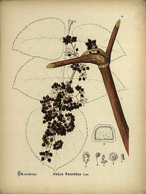 Aralia racemosa