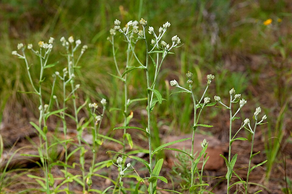 Pseudognaphalium macounii - Macoun's Rabbit-tobacco
