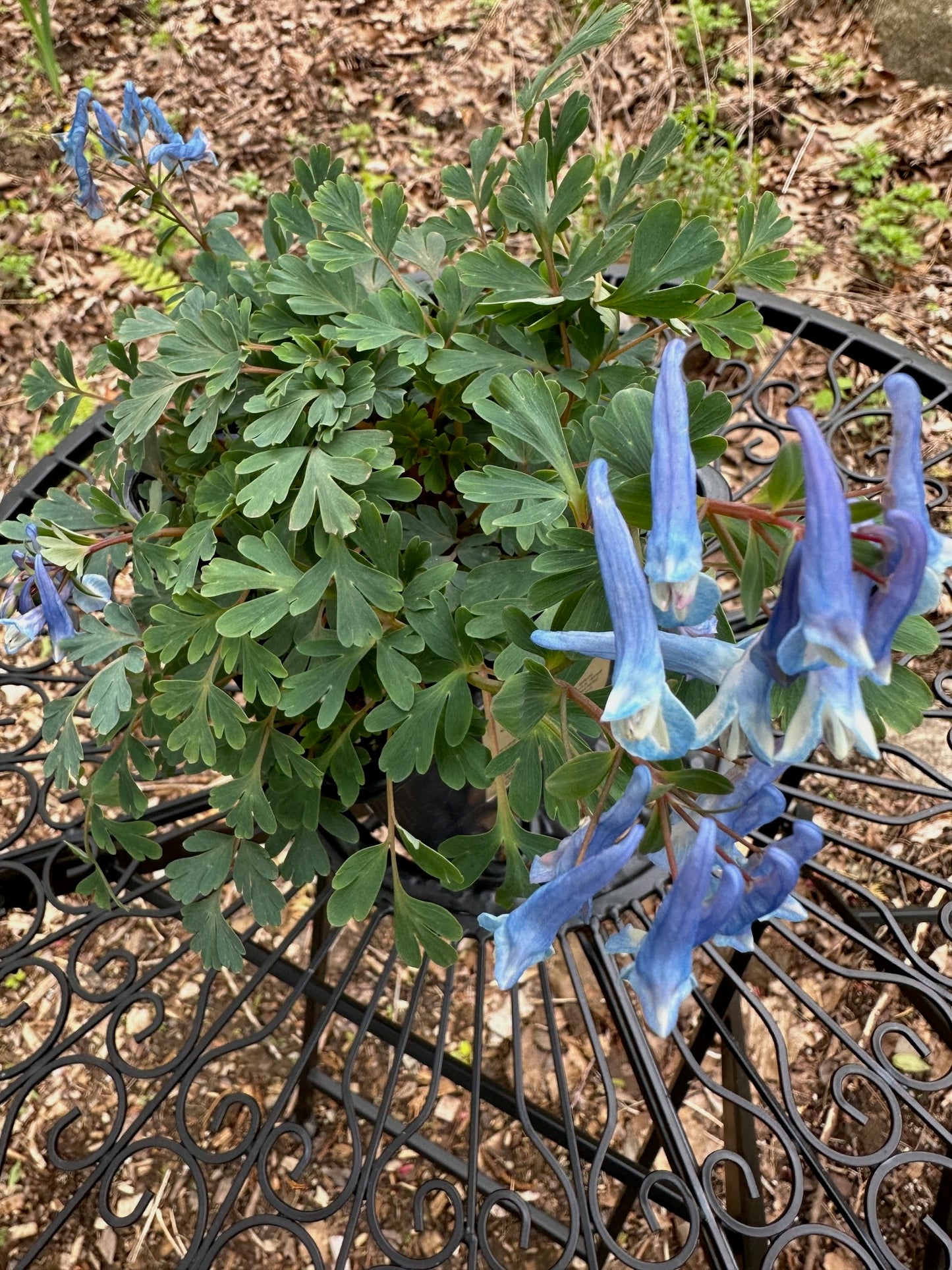 Corydalis curviflora subsp. rosthornii 'Blue Heron' - Fumewort