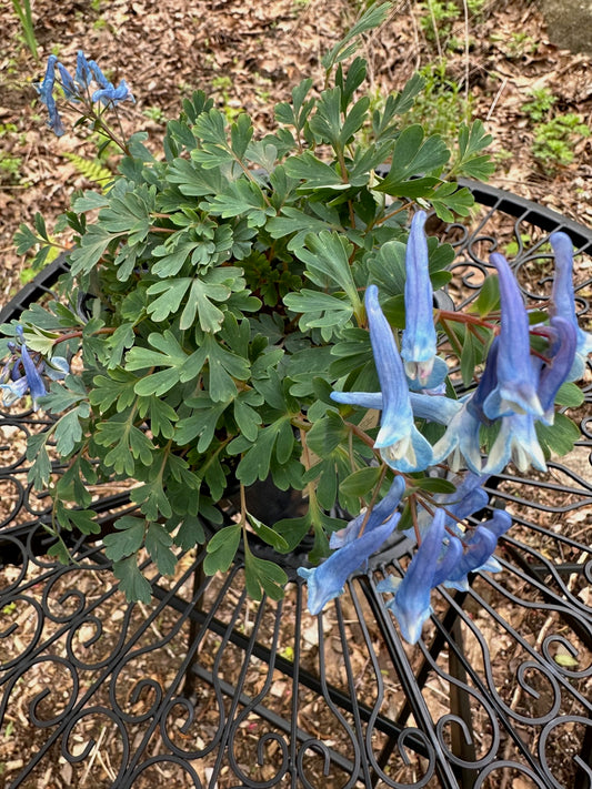 Corydalis curviflora subsp. rosthornii 'Blue Heron' - Fumewort