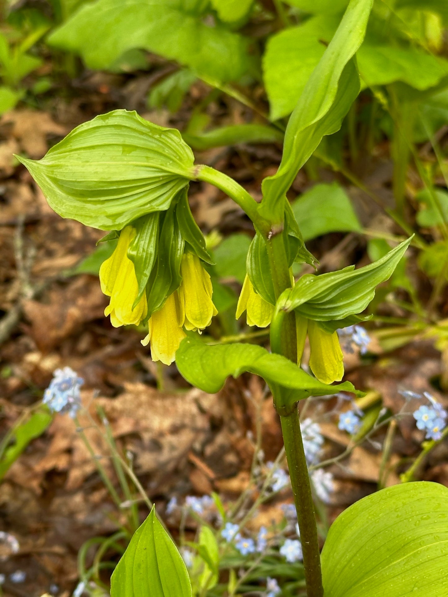 Disporum flavens