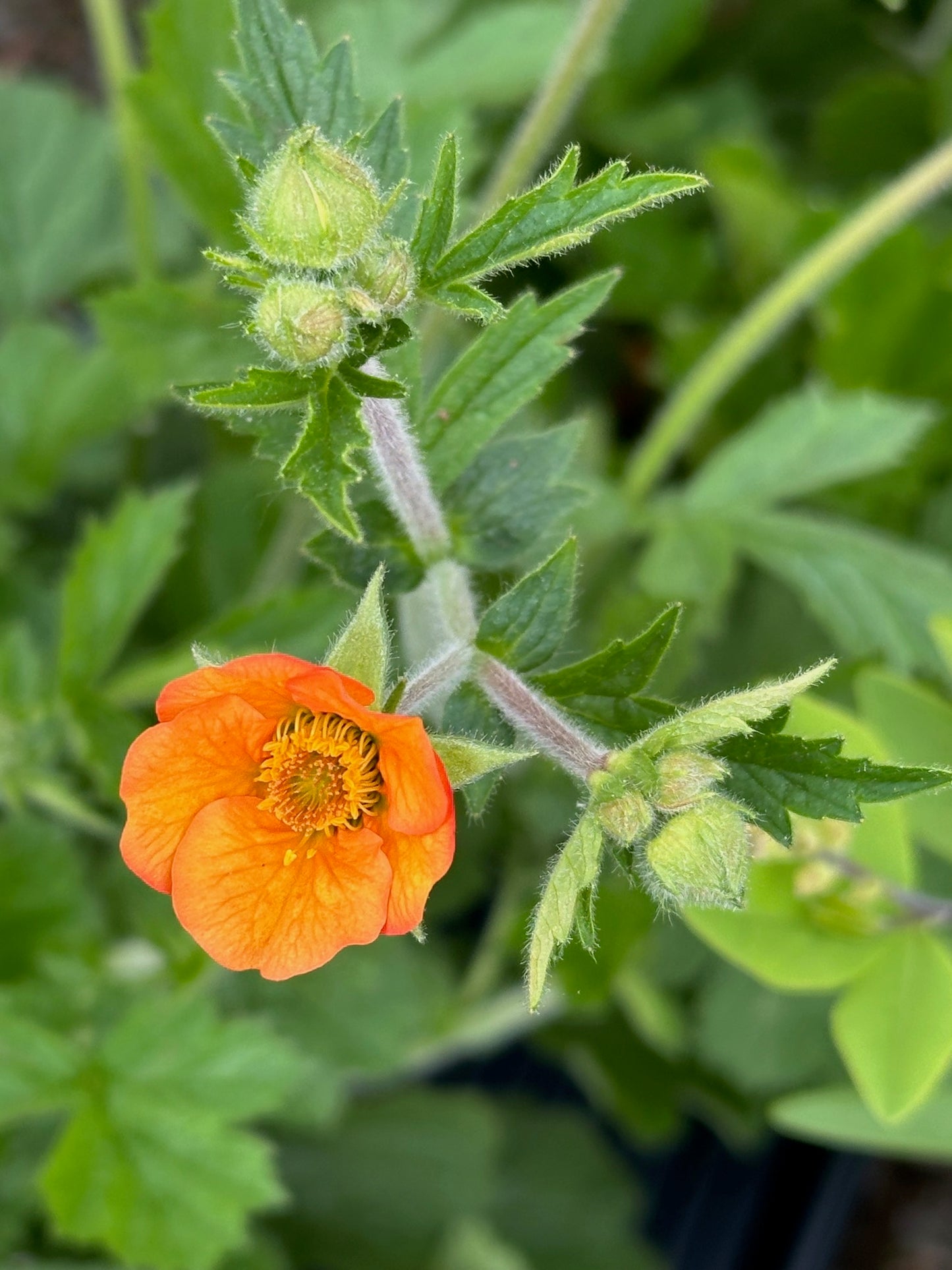 Geum x 'Totally Tangerine' - Avens cultivar