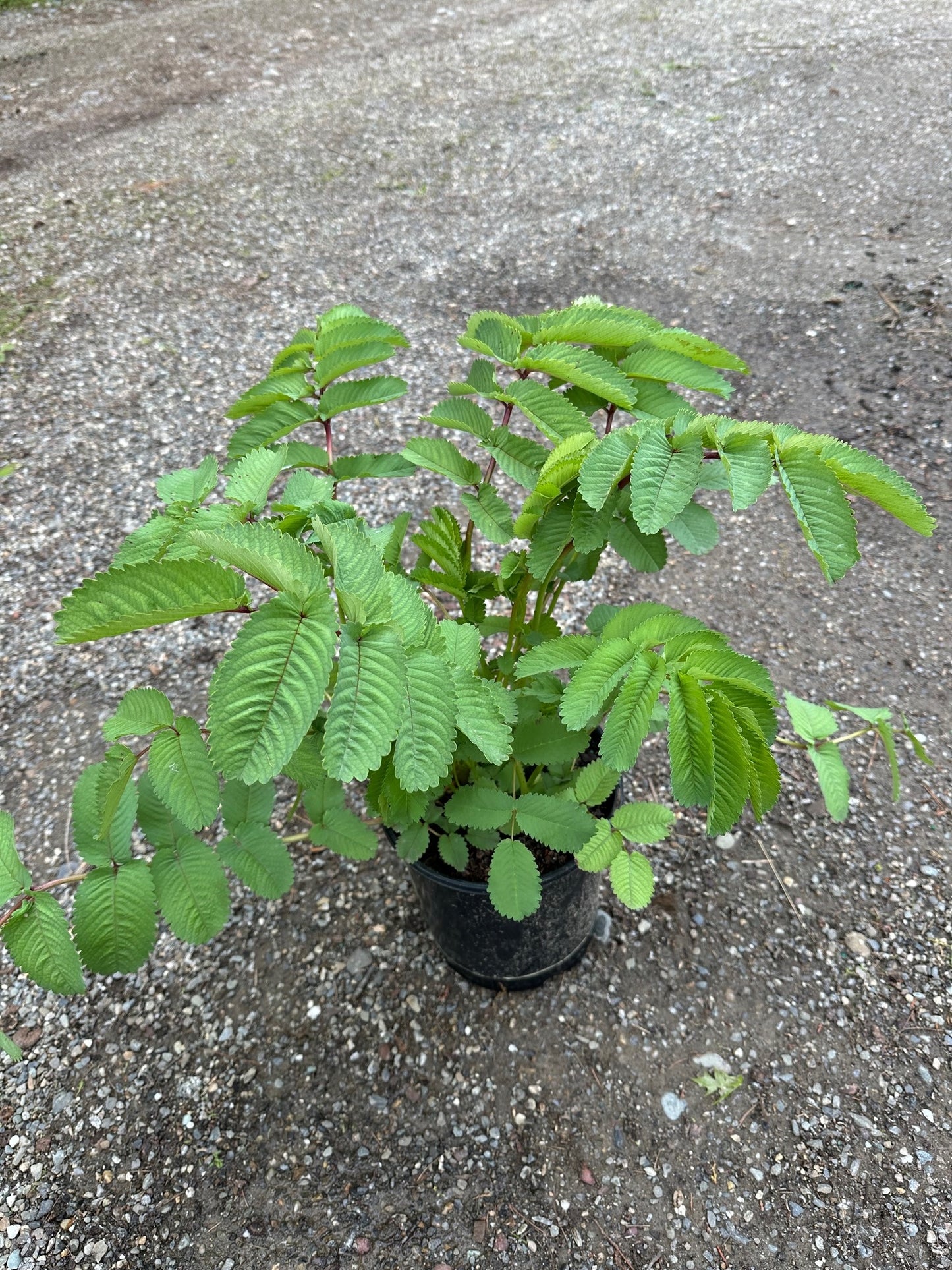 Sanguisorba hakusanensis 'Lilac Squirrel'