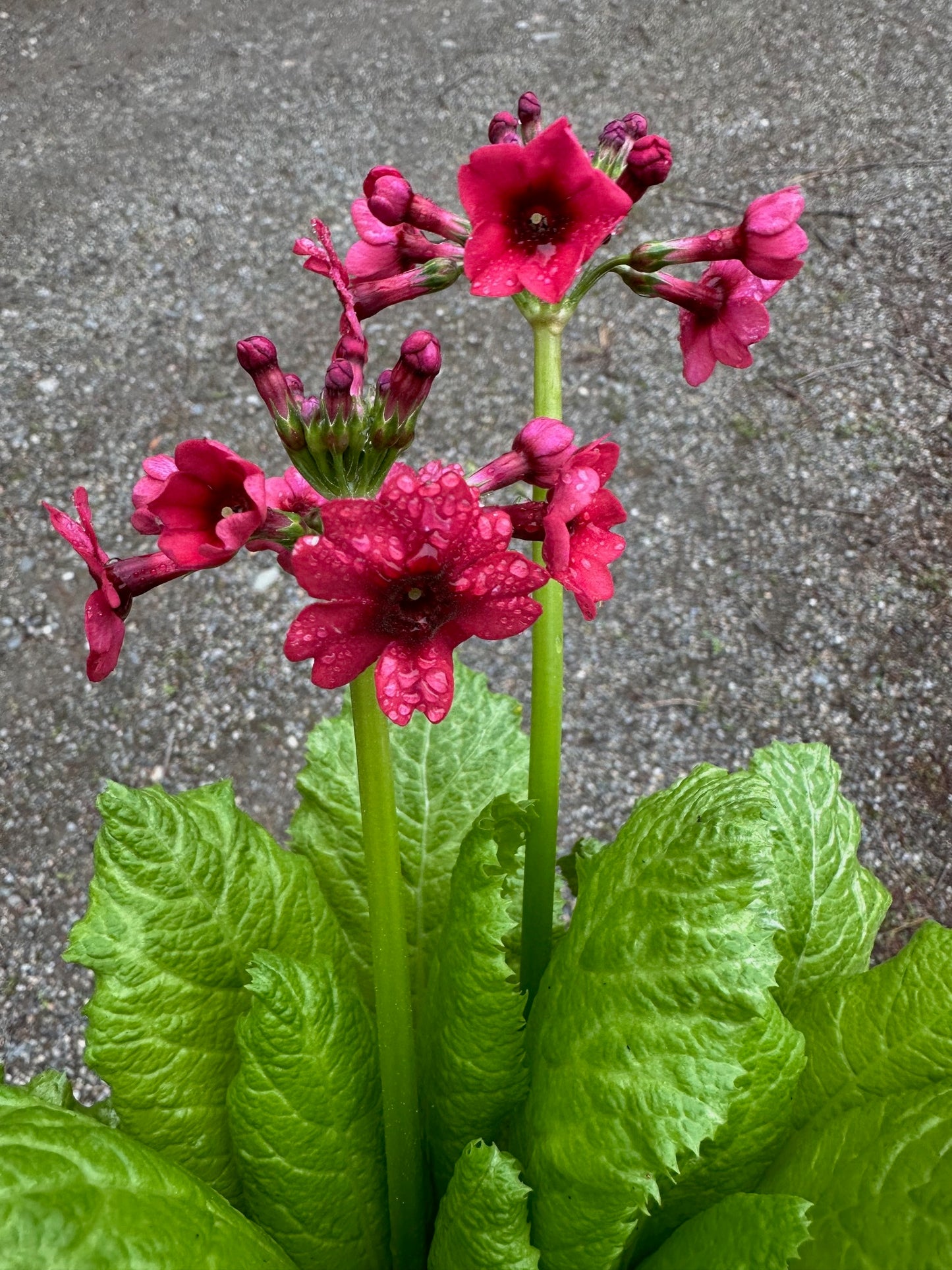 Primula japonica