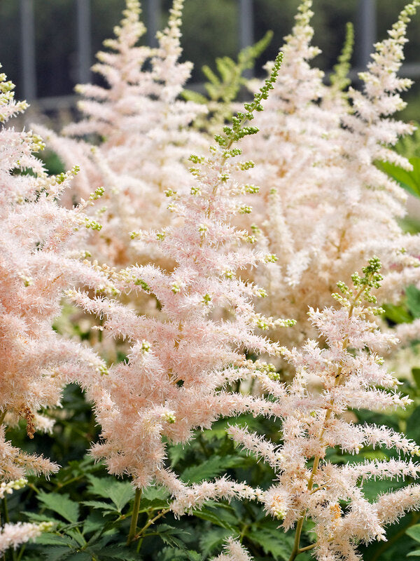 Astilbe chinensis 'Milk and Honey' - False Spiraea cultivar