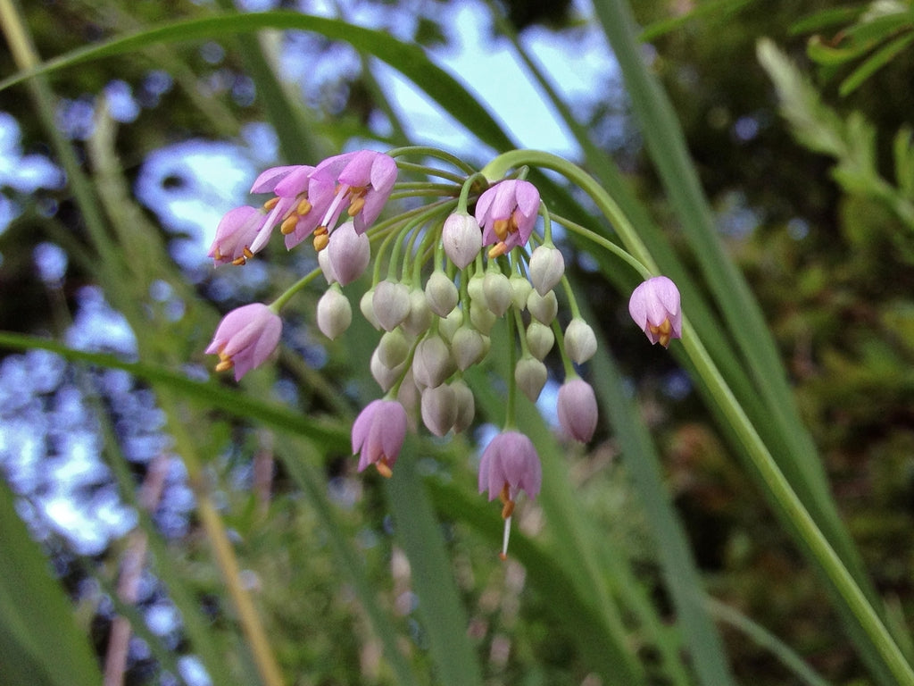 Allium cernuum - Nodding Onion