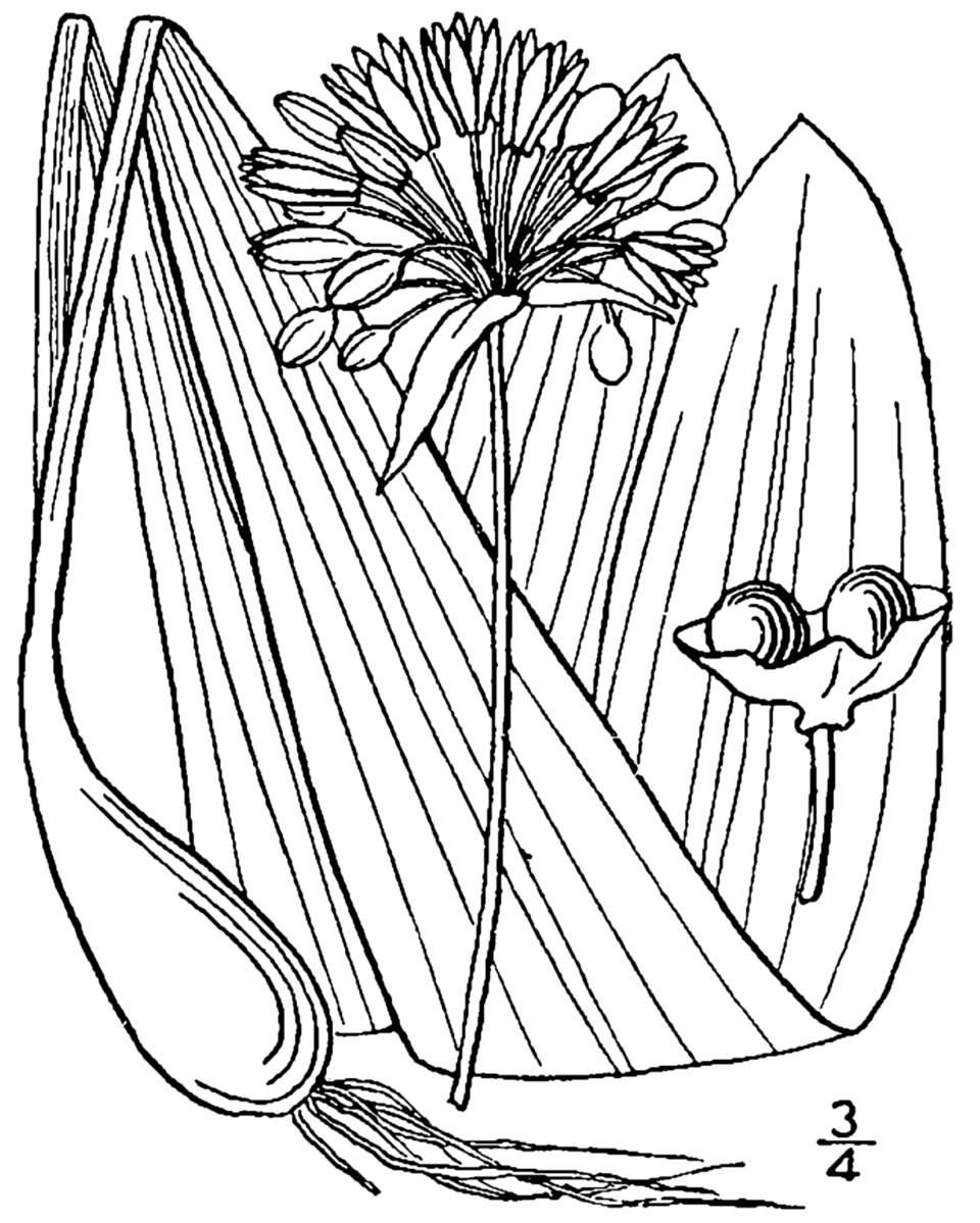 Allium tricoccum var. tricoccum - Wild Leek, Ramps