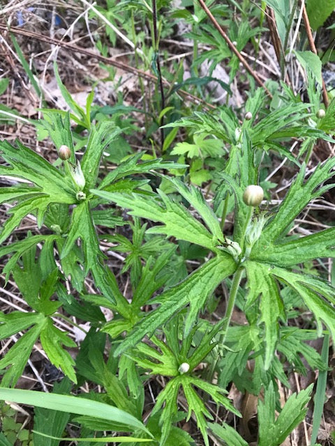 Anemone canadensis