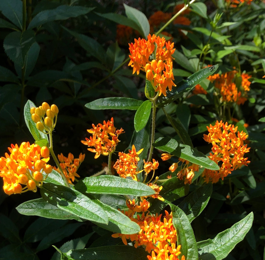Asclepias tuberosa - Butterflyweed