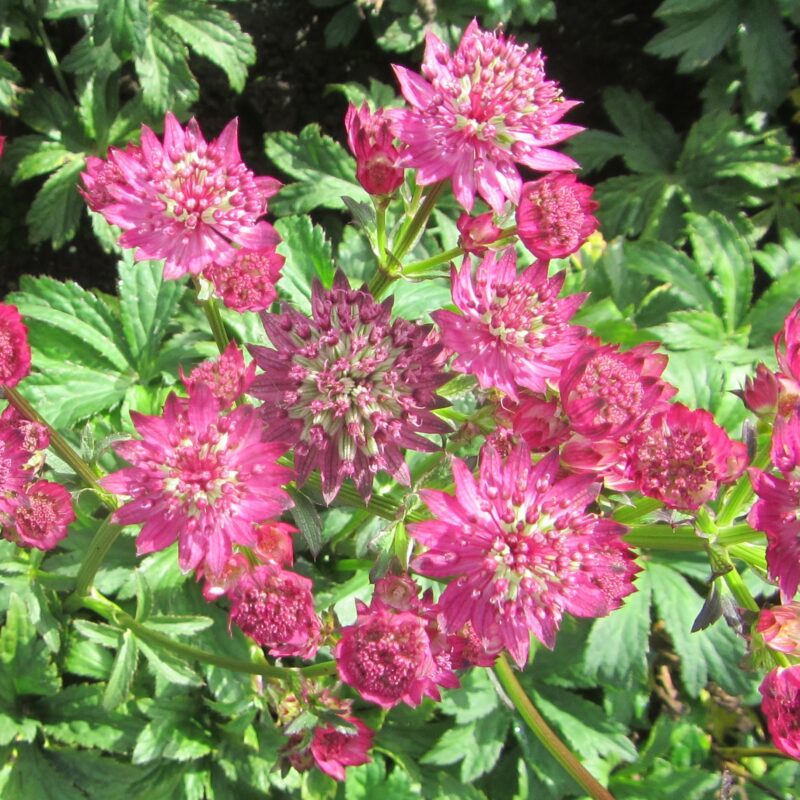 Astrantia major 'Star of Beauty' - Masterwort cultivar