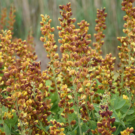 Baptisia x 'Honey Roasted' - False Indigo hybrid