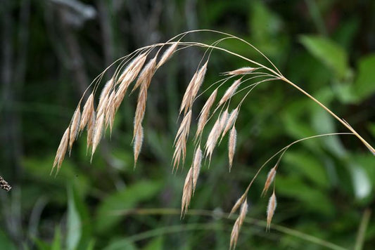 Bromus ciliatus - Fringed Brome