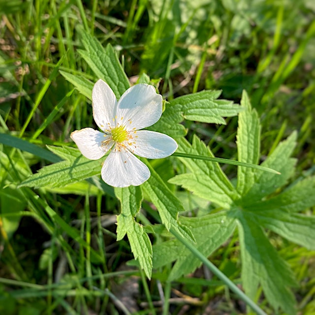 Anemone canadensis