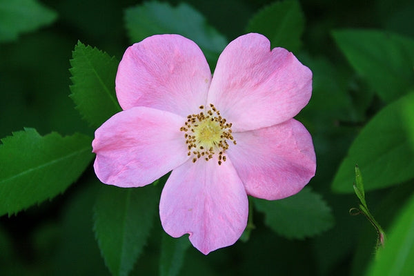 Rosa virginiana