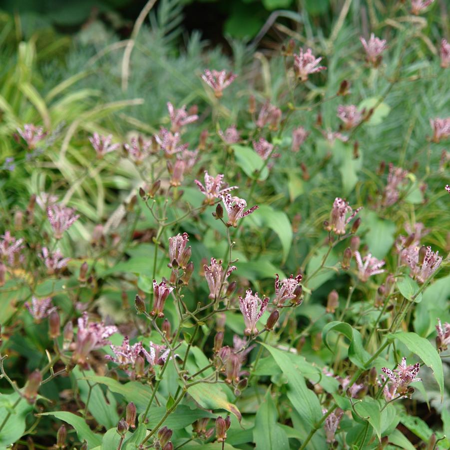 Tricyrtis 'Sinonome'