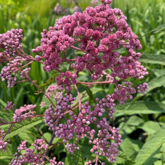 Eutrochium fistulosum 'Jojo' - Hollow Joe Pye Weed cultivar