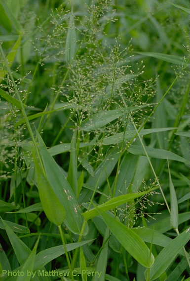 Dichanthelium clandestinum - Deer-tongue Rosette-panicgrass