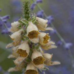 Digitalis ferruginea - Rusty Foxglove
