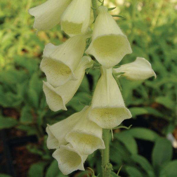 Digitalis grandiflora 'Carillon'