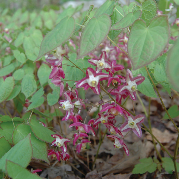 Epimedium x rubrum