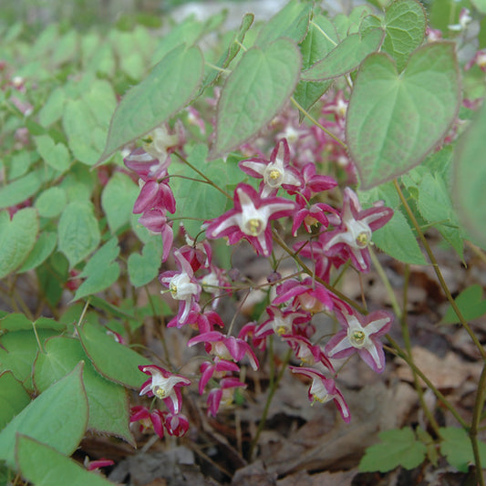Epimedium x rubrum - Barrenwort hybrid
