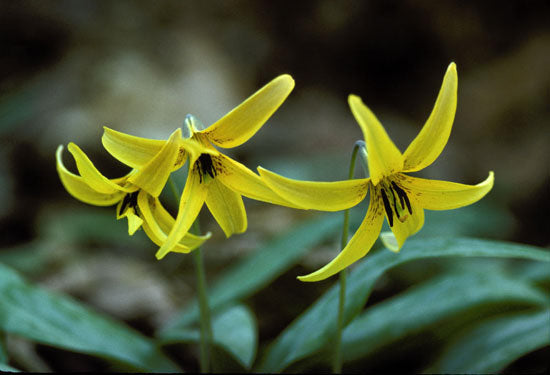 Erythronium americanum - American Trout Lily