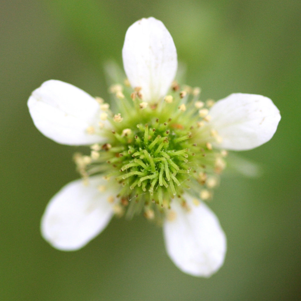 Geum canadense - White Avens
