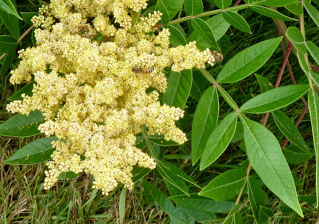 Rhus copallinum var. copallinum - Winged Sumac