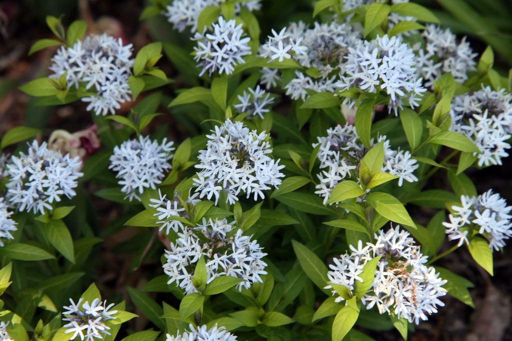 Amsonia tabernaemontana