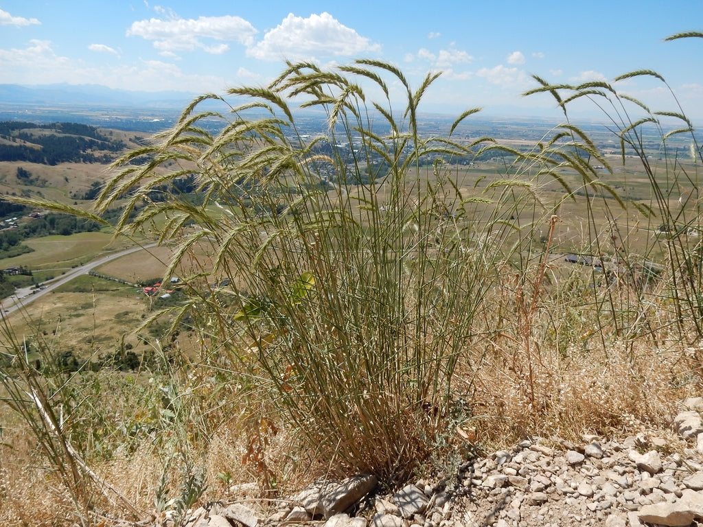 Elymus canadensis