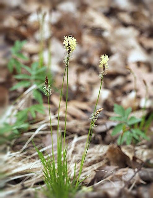 Carex pensylvanica