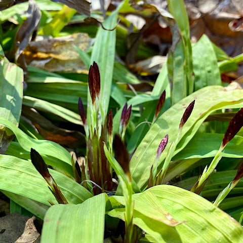Carex plantaginea