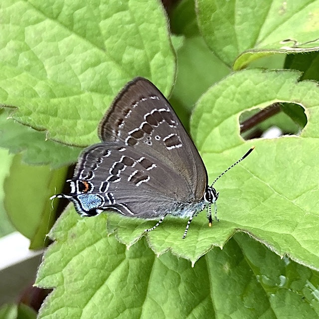 Clematis virginiana