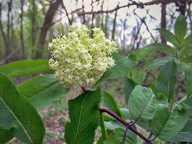 Sambucus nigra - Black Elderberry