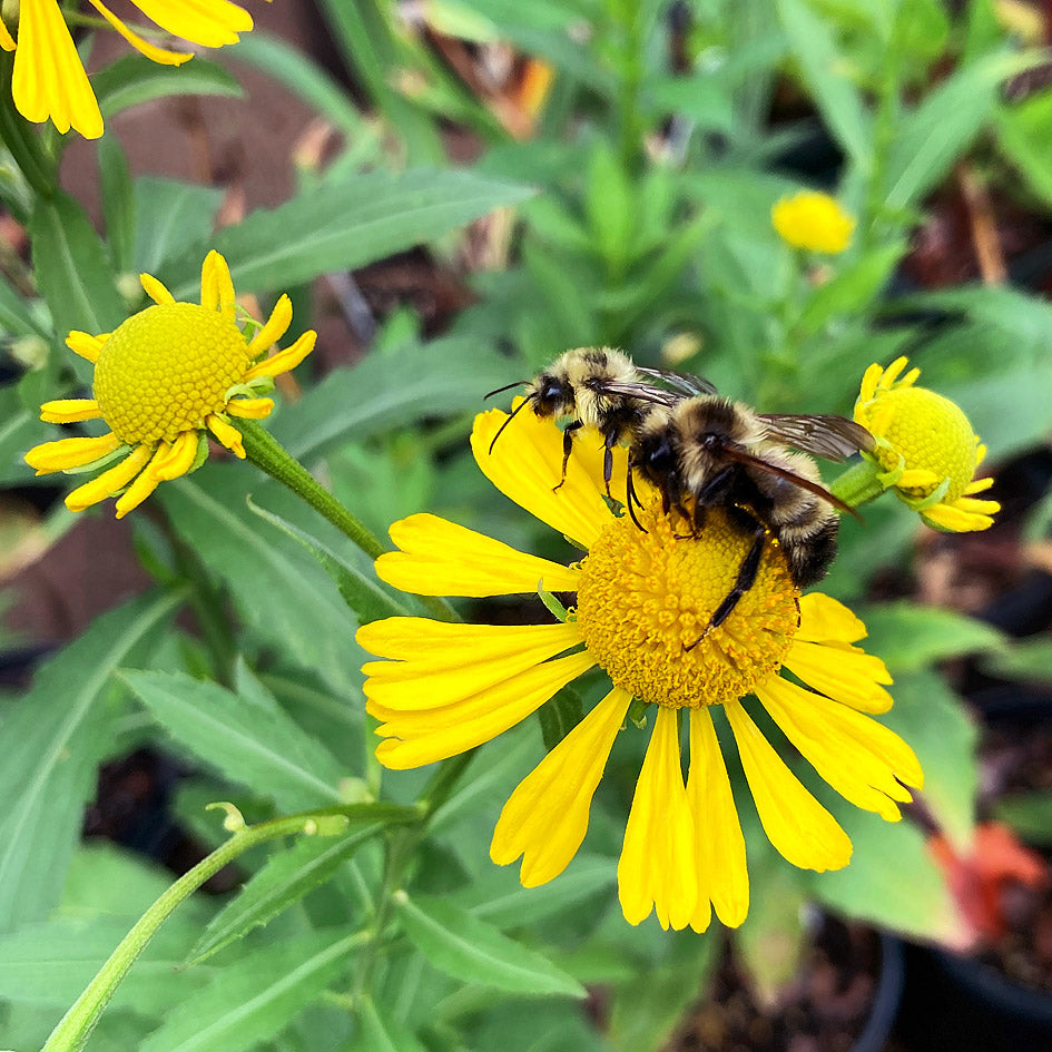 Helenium autumnale - Helen's Flower