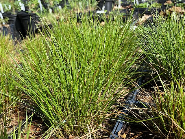 Juncus tenuis
