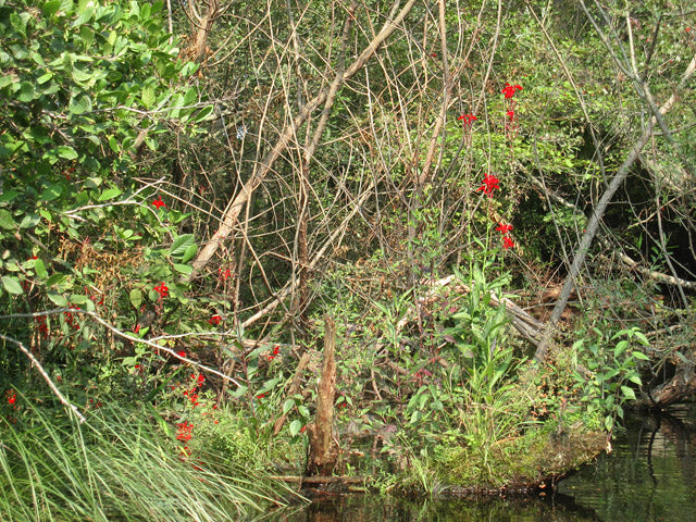 Lobelia cardinalis