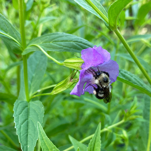 mimulus-ringens-allegheny-monkey-flower-honey-petal-plants