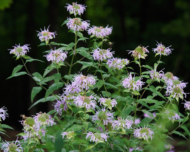 Monarda fistulosa