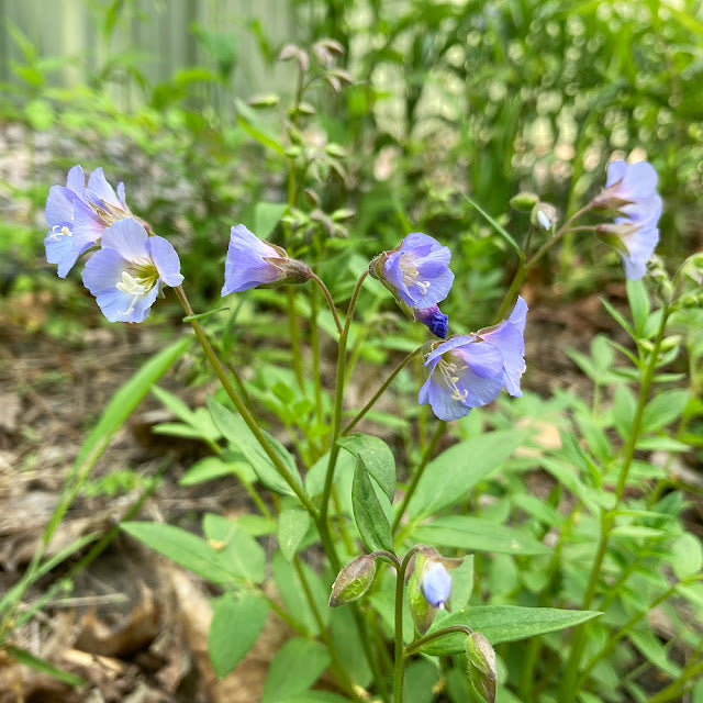 Polemonium reptans