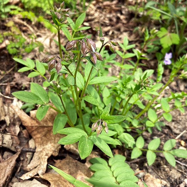 Polemonium reptans