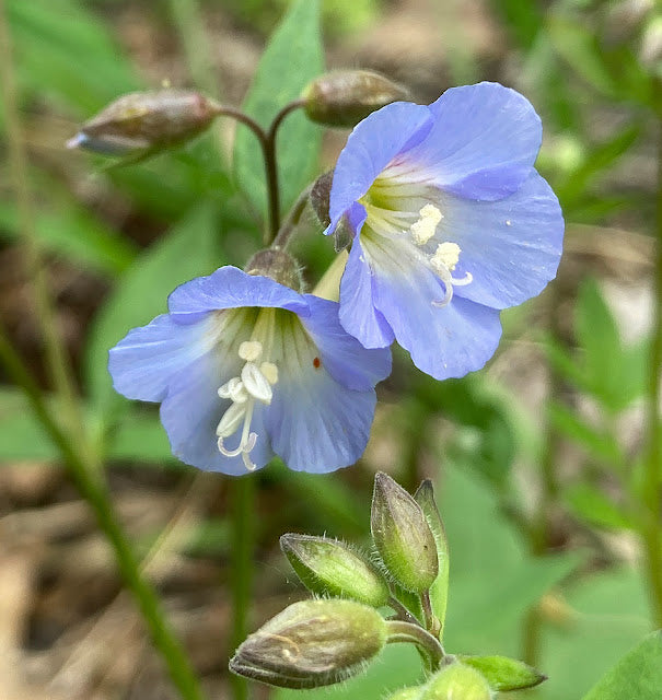 Polemonium reptans