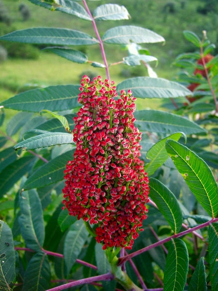 Rhus glabra - Smooth Sumac